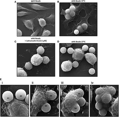 Selective Regulation of Cytoskeletal Dynamics and Filopodia Formation by Teleost Leukocyte Immune-Type Receptors Differentially Contributes to Target Capture During the Phagocytic Process